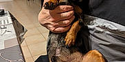 Simo a rejoint le concours — aidez-le/la à gagner de superbes lots ! black_shirt, brown_dog, casual, chair, close_up, dachshund, dog, floor, furniture, hand, holding, home, indoor, person, pet, relaxed, short_hair, skin, table, tile_floor