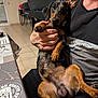 black_shirt, brown_dog, casual, chair, close_up, dachshund, dog, floor, furniture, hand, holding, home, indoor, person, pet, relaxed, short_hair, skin, table, tile_floor