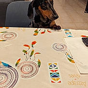 Simo participe au concours pour gagner de l'argent avec cette photo : animal, black, brown, chair, curious, dachshund, dog, dreamcatcher, furniture, home, indoor, napkin, orange, pet, remote_control, sofa, table, tablecloth, tile_floor, waiting