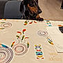 animal, black, brown, chair, curious, dachshund, dog, dreamcatcher, furniture, home, indoor, napkin, orange, pet, remote_control, sofa, table, tablecloth, tile_floor, waiting