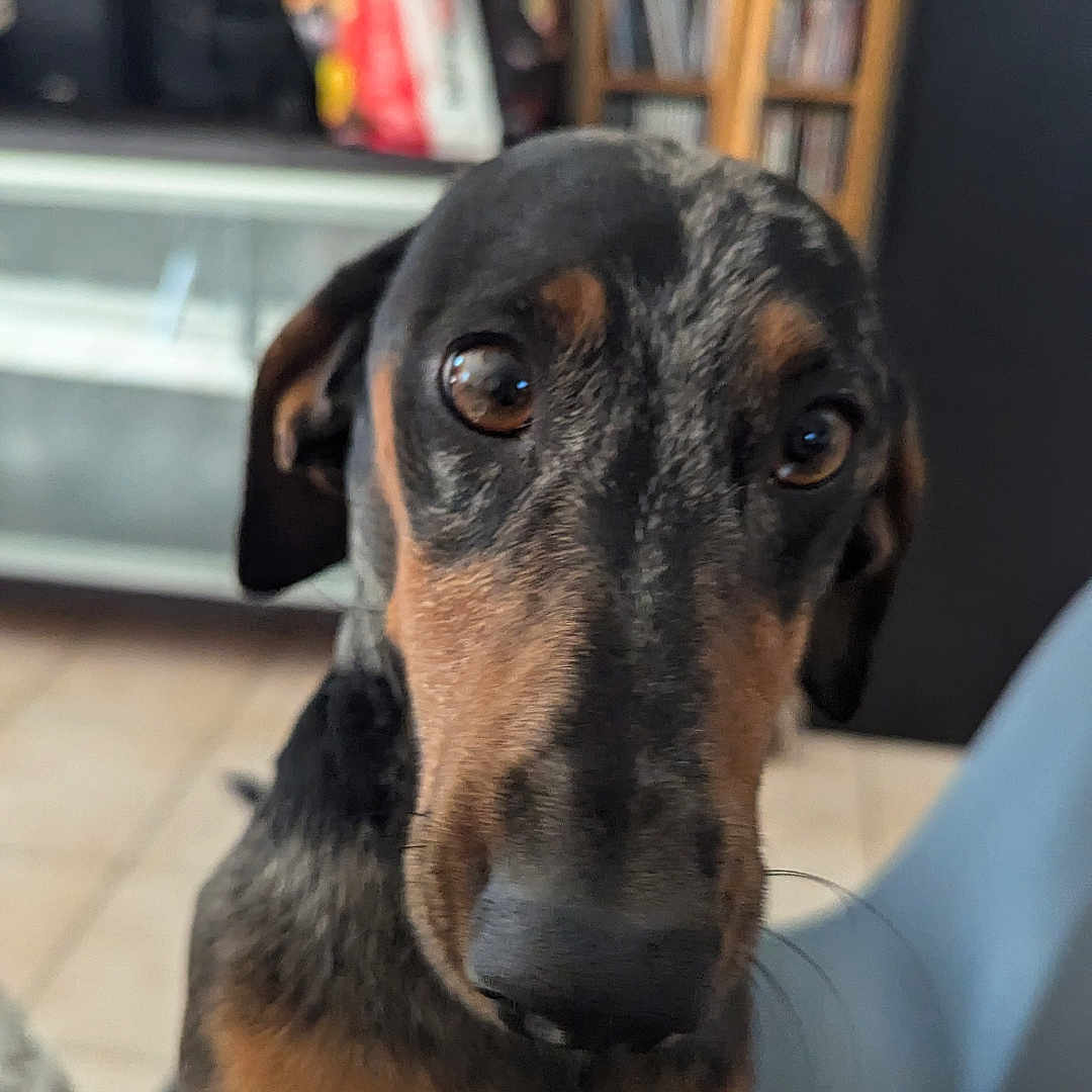Simo participe au concours pour gagner de l'argent avec cette photo : animal, black, blurred_background, brown, canine, chair, close_up, dog, ears, eyes, face, fur, household, indoor, looking, pet, portrait, shelf, sitting, tile_floor