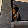 Simo a rejoint le concours — aidez-le/la à gagner de superbes lots ! animal, black_and_tan, canine, compact_space, couch, cozy, curious, cute, dog, domestic, furniture, home, indoor, looking_up, paw, pet, relaxed, resting, small_dog, tile_floor