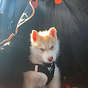 Volt a rejoint le concours — aidez-le/la à gagner de superbes lots ! animal, backseat, black_cover, blue_eyes, car, cute, daylight, dog, fur, harness, husky, leash, pet, puppy, seat, sitting, sunlight, toy, window, young