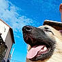 Pépito a rejoint le concours — aidez-le/la à gagner de superbes lots ! dog, tongue, open_mouth, happy, outdoor, blue_sky, sunny, pet, canine, fur, close_up, animal, smiling, daylight, house, gate, person_partial, joyful, nose, teeth