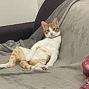 Tequila participe au concours pour gagner de l'argent avec cette photo : cat, orange_and_white_cat, pet, indoor, couch, blanket, relaxed, sitting, feline, fur, whiskers, ears, tail, home, cozy, animal, domestic, resting, curious, comfortable