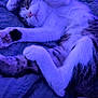 Avalon is registered to the contest to win money with this photo: cat, sleeping_cat, pet, bed, blanket, paw, whiskers, pink_nose, fur, tail, cozy, indoor, portrait, close_up, relaxed, paws_up, feline, soft_texture, purple_light, napping