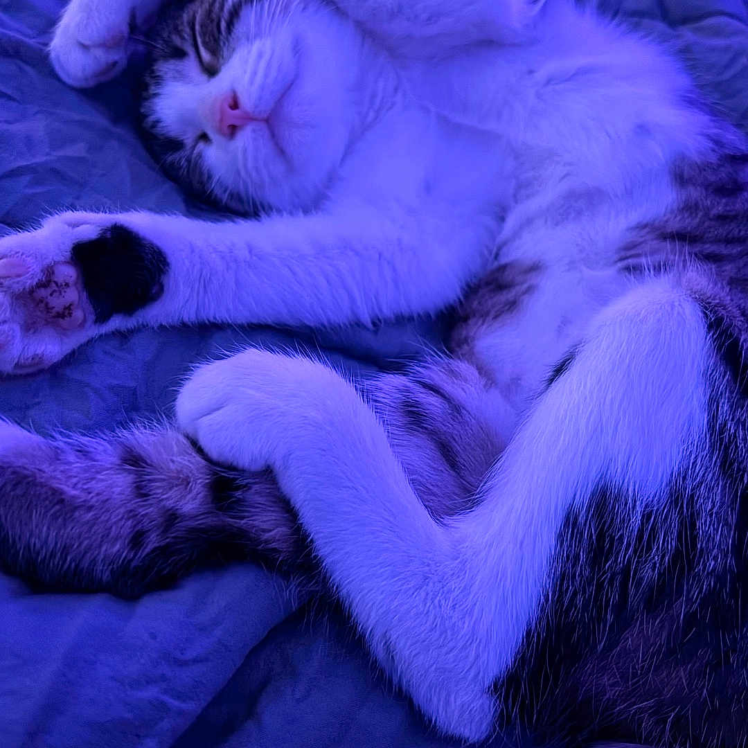 Avalon is registered to the contest to win money with this photo: bed, blanket, cat, close_up, cozy, feline, fur, indoor, napping, paw, paws_up, pet, pink_nose, portrait, purple_light, relaxed, sleeping_cat, soft_texture, tail, whiskers