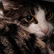 Avalon joined the competition — help win amazing prizes! cat, feline, pet, tabby_cat, close_up, eyes, whiskers, fur, blanket, bedding, cozy, resting, sleepy, portrait, indoors, nose, face, soft_texture, striped, comfortable