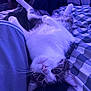 Avalon joined the competition — help win amazing prizes! cat, pet, bed, blanket, whiskers, paws, upside_down, portrait, indoor, bedding, patterned_sheet, striped_fur, relaxed, wide_eyes, cozy, purple_lighting, tripod, clothing, close_up, sleeping
