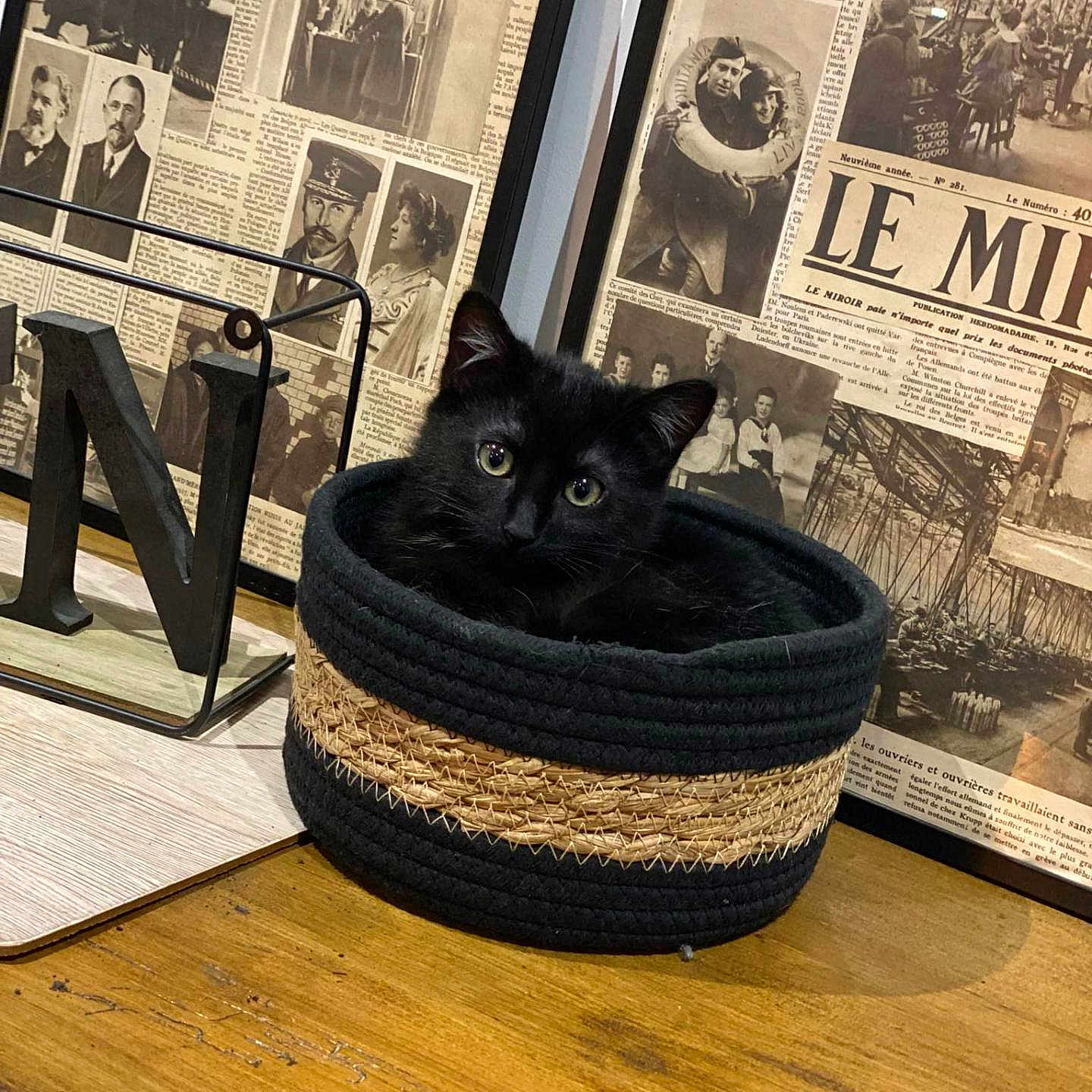 Uno a rejoint le concours — aidez-le/la à gagner de superbes lots ! animal, basket, black_cat, cat, cozy, curious, decor, ears, eyes, face, feline, framed_photos, home, indoor, metal_letter, nostalgic, pet, snug, vintage_newspaper, wooden_table