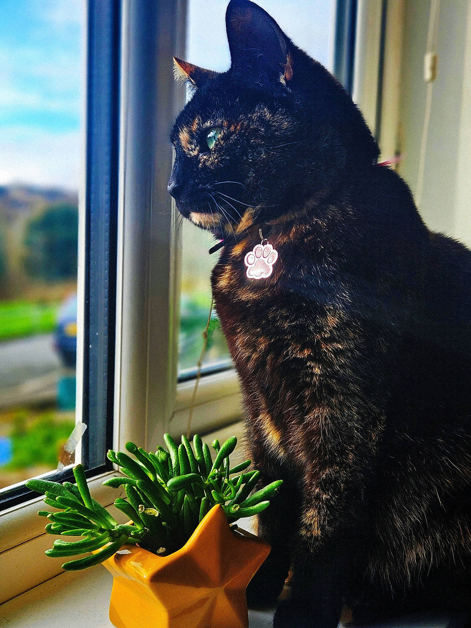 Brave is registered to the contest to win money with this photo: black_cat, bombay, carnivore, cat, domestic_short_haired_cat, eye, felidae, flowerpot, fur, grass, houseplant, plant, sitting, small_to_medium_sized_cats, snout, tail, tree, whiskers, window, yellow