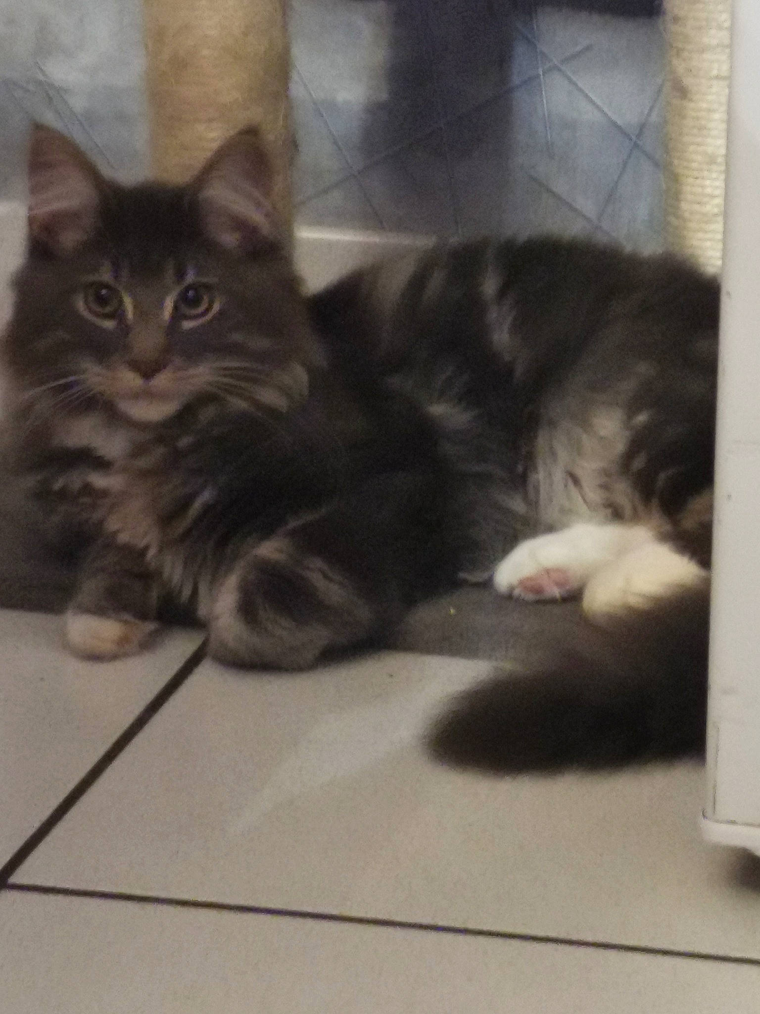 Randy a rejoint le concours — aidez-le/la à gagner de superbes lots ! asian, british_semi_longhair, carnivore, cat, cymric, domestic_long_haired_cat, domestic_short_haired_cat, european_shorthair, fawn, felidae, fur, kitten, maine_coon, mammal, norwegian_forest_cat, paw, polydactyl_cat, small_to_medium_sized_cats, tabby_cat, whiskers