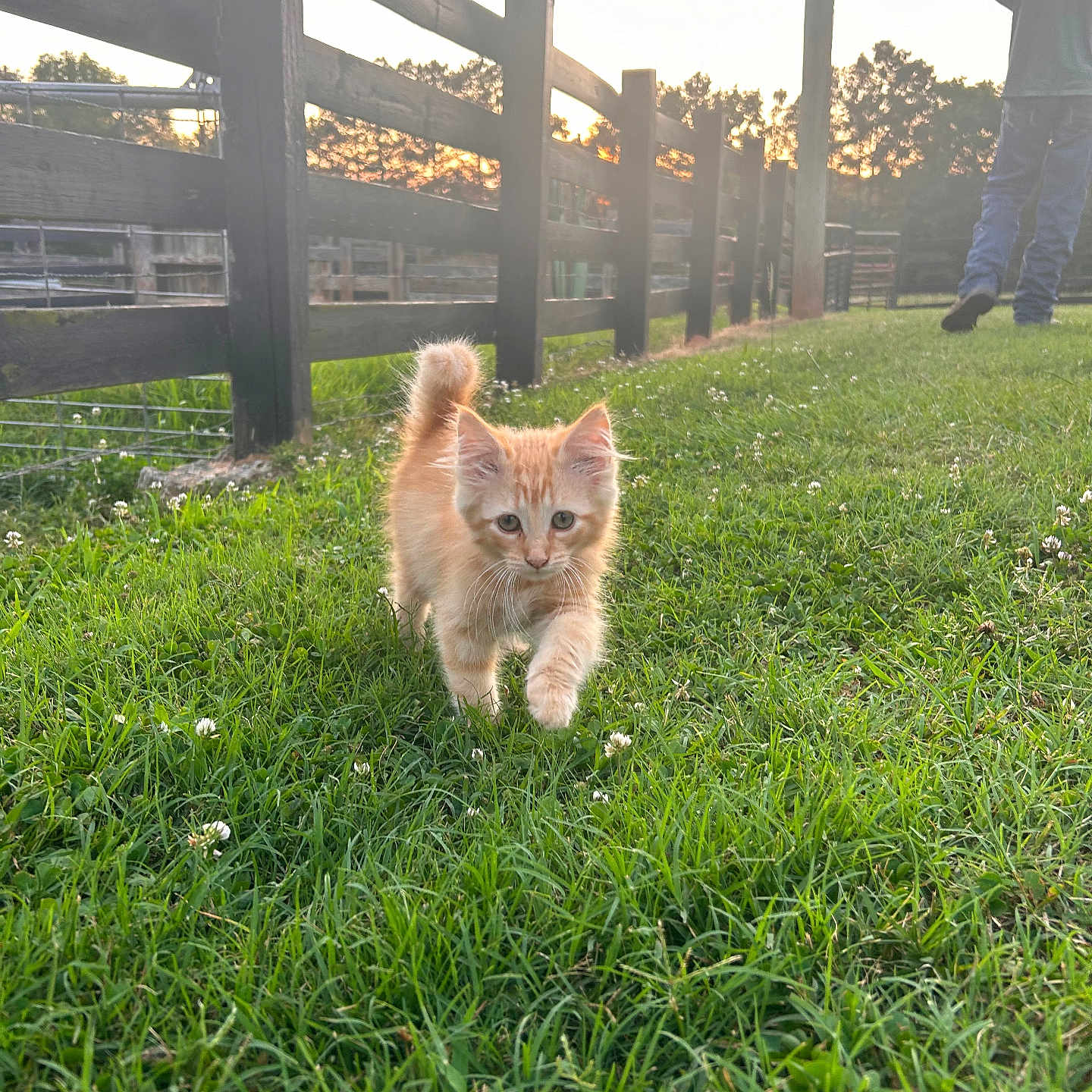 Garfield joined the competition — help win amazing prizes! animal, cat, cute, evening, fence, field, grass, greenery, kitten, nature, orange_cat, outdoor, person, pet, rural, small_animal, sunlight, sunset, walking, young_cat