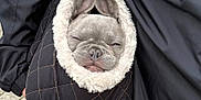Luna joined the competition — help win amazing prizes! french_bulldog, puppy, dog, sleepy, bag, quilted_bag, fur_lining, ears, cute, pet, animal, person, black_jacket, outdoor, pavement, close_up, face, snug, cozy, transport