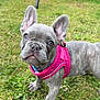 Luna is registered to the contest to win money with this photo: dog, french_bulldog, puppy, pink_harness, grass, outdoor, pet, cute, animal, ears, collar, canine, young, looking_up, small_dog, nature, friendly, domestic_animal, playful, garden