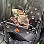 Luna is registered to the contest to win money with this photo: dog, puppy, french_bulldog, pet_car_seat, car_interior, leather_seat, seatbelt, paw_prints, black, sunlight, cute, small_dog, pet_accessory, car_backseat, head_tilt, pink_collar, fabric, zipper_pocket, restraint, daylight