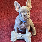 Luna joined the competition — help win amazing prizes! french_bulldog, puppy, dog, pet, toy, bone_shaped_toy, blue_collar, carpet, indoor, cute, animal, sitting, young_dog, looking_at_camera, close_up, adorable, fur, ears, playful, domestic_animal