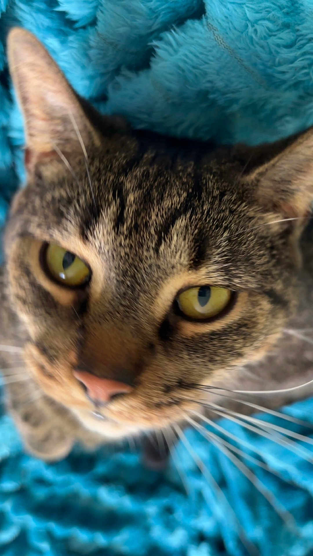 Malloy is registered to the contest to win money with this photo: cat, tabby_cat, close_up, portrait, whiskers, yellow_eyes, pink_nose, furry, blue_blanket, texture, ear, fur_pattern, pet, indoor, cute, curious, macro, face, animal, cozy