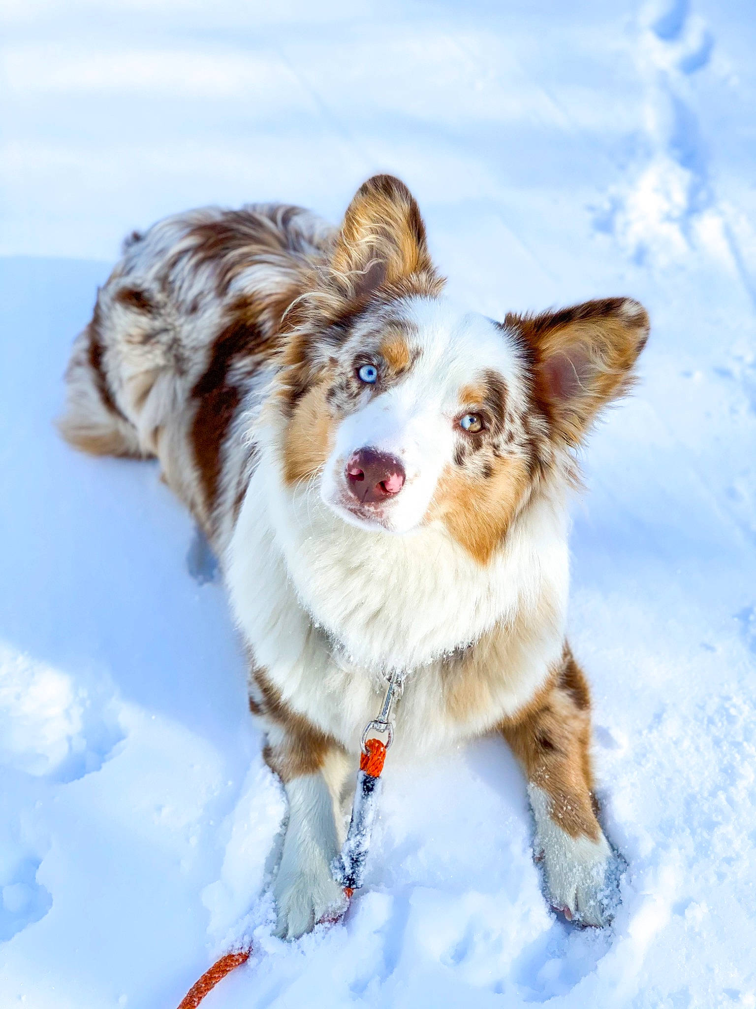 Beans is registered to the contest to win money with this photo: canidae, carnivore, collar, companion_dog, dog, dog_breed, dog_collar, dog_supply, freezing, fur, glacial_landform, liver, precipitation, snout, snow, sporting_group, vertebrate, winter, working_animal, working_dog