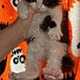 kitten, cat, black_and_white, hand, orange_blanket, ghost_pattern, bat_pattern, halloween, animal, pet, furry, cute, indoor, soft_texture, young, dangle, confused, background, colorful, patterned