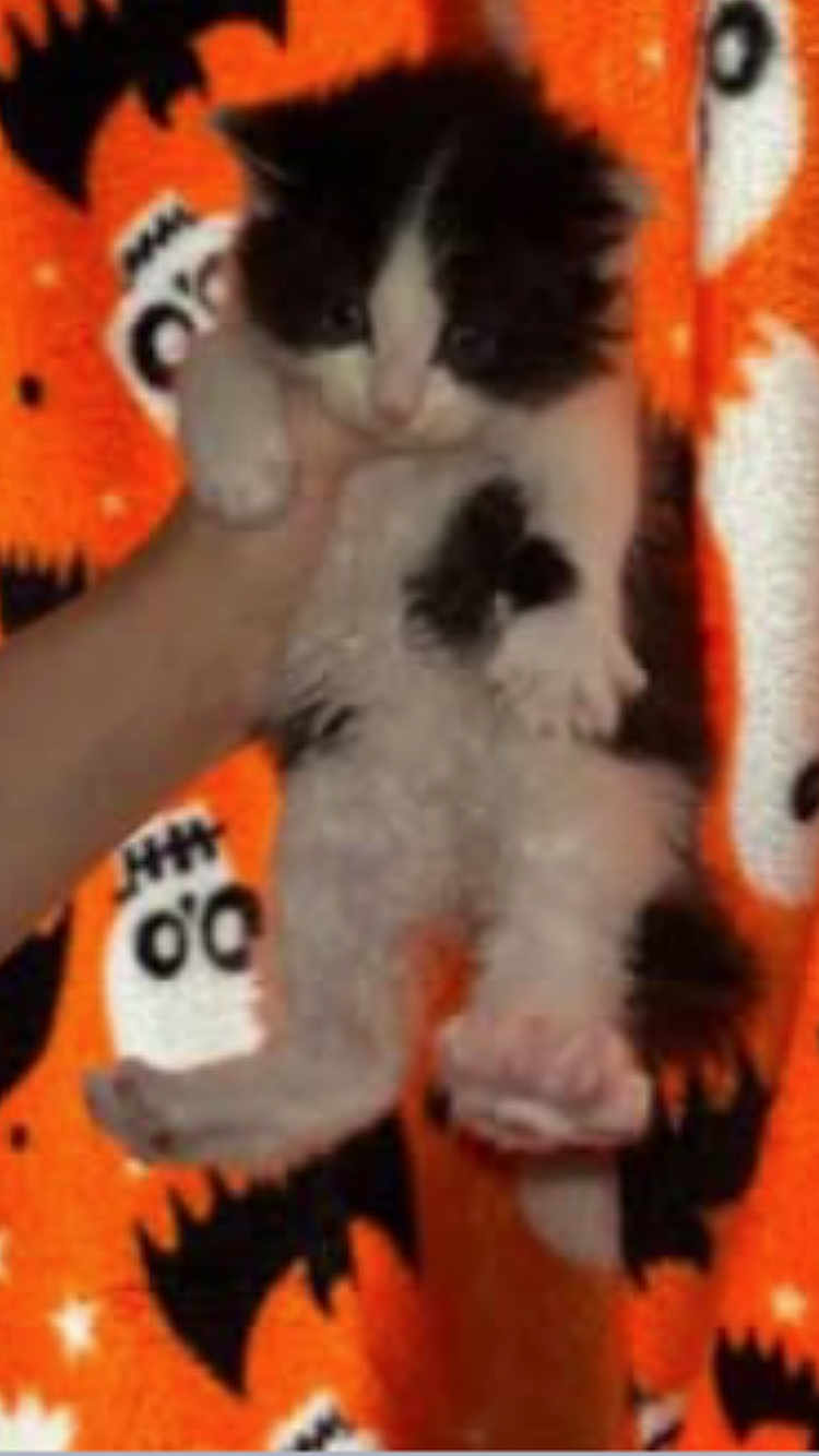 Kit joined the competition — help win amazing prizes! kitten, cat, black_and_white, hand, orange_blanket, ghost_pattern, bat_pattern, halloween, animal, pet, furry, cute, indoor, soft_texture, young, dangle, confused, background, colorful, patterned