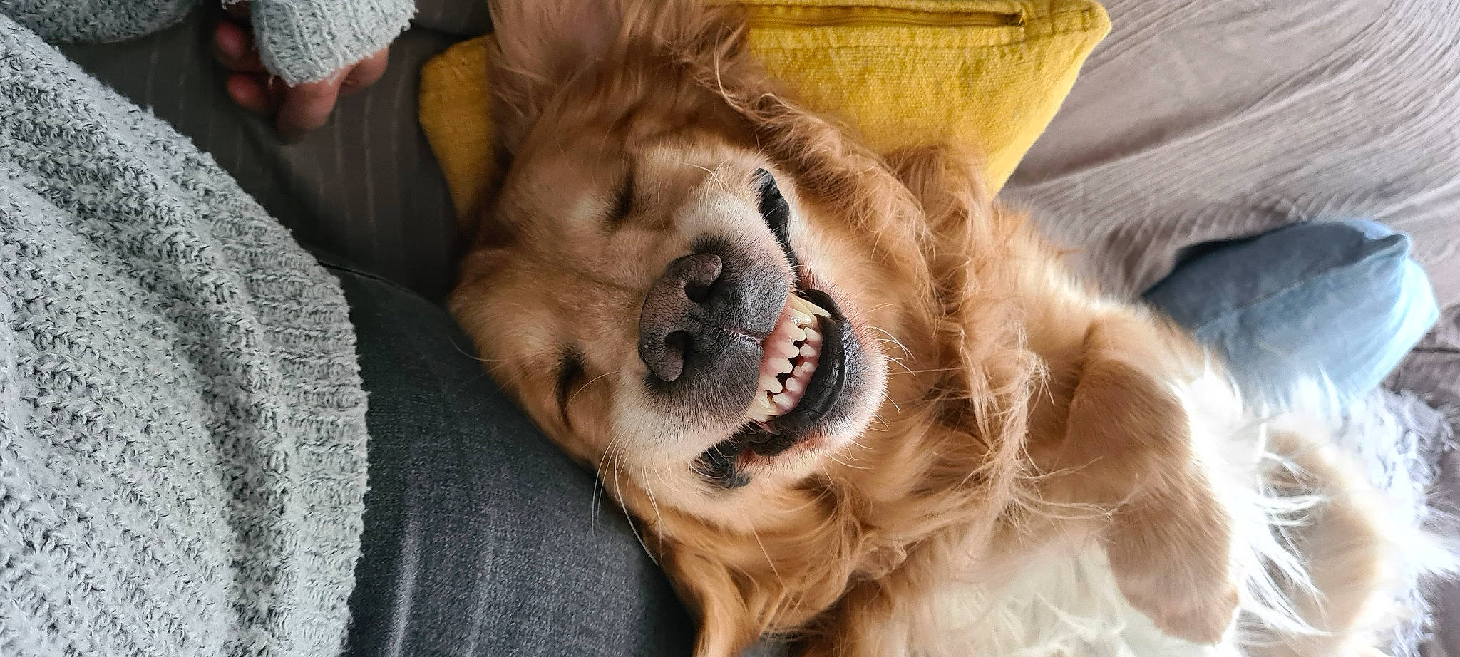 Lenny a rejoint le concours — aidez-le/la à gagner de superbes lots ! canidae, carnivore, comfort, companion_dog, couch, dog, dog_breed, ear, fawn, fur, liver, natural_material, paw, puppy, snout, sporting_group, terrestrial_animal, whiskers, wildlife, working_animal