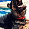 animal, black_fur, bone, canine, dog, german_shepherd, lying_down, mouth_open, outdoor, pavement, pet, playful, poolside, puppy, red_collar, sunlight, tan_fur, teeth, tongue, toy
