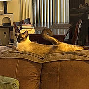 Kevin is registered to the contest to win money with this photo: cat, siamese_cat, pet, animal, feline, blue_eyes, pointed_ears, long_tail, curled_tail, lounging, lying_down, ottoman, couch, furniture, indoor, living_room, dining_table, chairs, books, cozy_home
