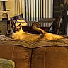 cat, siamese_cat, pet, animal, feline, blue_eyes, pointed_ears, long_tail, curled_tail, lounging, lying_down, ottoman, couch, furniture, indoor, living_room, dining_table, chairs, books, cozy_home