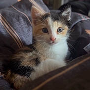 Cleo joined the competition — help win amazing prizes! kitten, cat, calico, tricolor, fluffy, fur, whiskers, ears, eyes, nose, portrait, closeup, indoor, bedroom, bed, blanket, bedding, cozy, adorable, pet