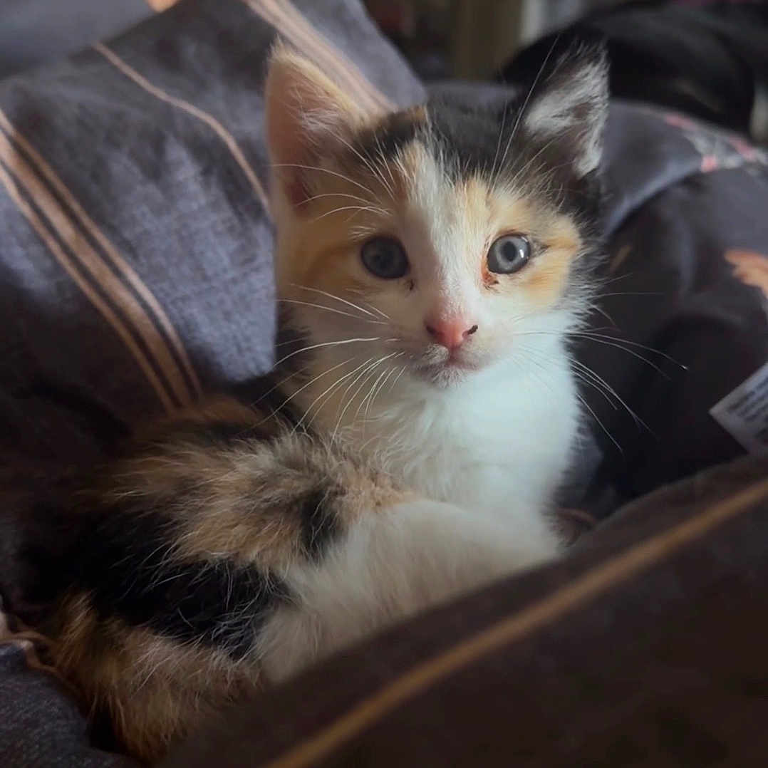 Cleo joined the competition — help win amazing prizes! kitten, cat, calico, tricolor, fluffy, fur, whiskers, ears, eyes, nose, portrait, closeup, indoor, bedroom, bed, blanket, bedding, cozy, adorable, pet