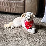 animal, bandana, carpet, companion_animal, couch, cute, dog, fluffy, front_view, groomed, home, indoor, living_room, lying_down, pet, portrait, red_bandana, sitting, small_dog, white_dog