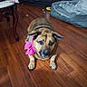 puppy, dog, pet, bow, pink_bow, sitting, indoors, hardwood_floor, home, dog_bed, furniture, cabinet, table, toy, brown_fur, pointed_ears, blue_eyes, portrait, cute, playful
