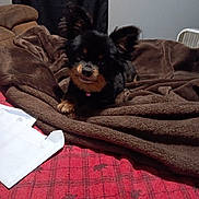 Chino is registered to the contest to win money with this photo: dog, small_dog, black_dog, brown_blanket, red_bedspread, plaid_pattern, envelope, indoor, cozy, pet, fur, ears, lying_down, blanket, bed, animal, cute, domestic, relaxed, home