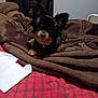 dog, small_dog, black_dog, brown_blanket, red_bedspread, plaid_pattern, envelope, indoor, cozy, pet, fur, ears, lying_down, blanket, bed, animal, cute, domestic, relaxed, home