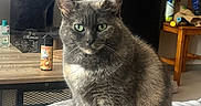 Lola participe au concours pour gagner de l'argent avec cette photo : cat, gray_cat, green_eyes, indoor, bed, blanket, furniture, table, cat_tree, chair, household_items, calm, pet, domestic_animal, fur, sitting, portrait, cozy, cute, closeup
