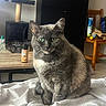 bed, blanket, calm, cat, cat_tree, chair, closeup, cozy, cute, domestic_animal, fur, furniture, gray_cat, green_eyes, household_items, indoor, pet, portrait, sitting, table