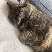 Lola participe au concours pour gagner de l'argent avec cette photo : cat, sleeping, tortoiseshell, pet, indoor, blanket, couch, cozy, fur, relaxing, paw, animal, mammal, closeup, resting, cute, soft, domestic, companion, quiet