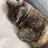 animal, blanket, cat, closeup, companion, couch, cozy, cute, domestic, fur, indoor, mammal, paw, pet, quiet, relaxing, resting, sleeping, soft, tortoiseshell