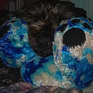 Max joined the competition — help win amazing prizes! dog, plush, paw, blue, white, soft, blanket, cozy, dark, fur, snuggle, indoor, bedroom, sleepy, toy, cushion, resting, comfort, dim_light, warm