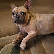 Honey is registered to the contest to win money with this photo: dog, carpet, indoor, pet, animal, lying_down, curious, brown, small_dog, french_bulldog, stuffed_animal, statue, background, blurred, floor, ears, face, domestic, household, cute
