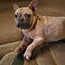 dog, carpet, indoor, pet, animal, lying_down, curious, brown, small_dog, french_bulldog, stuffed_animal, statue, background, blurred, floor, ears, face, domestic, household, cute