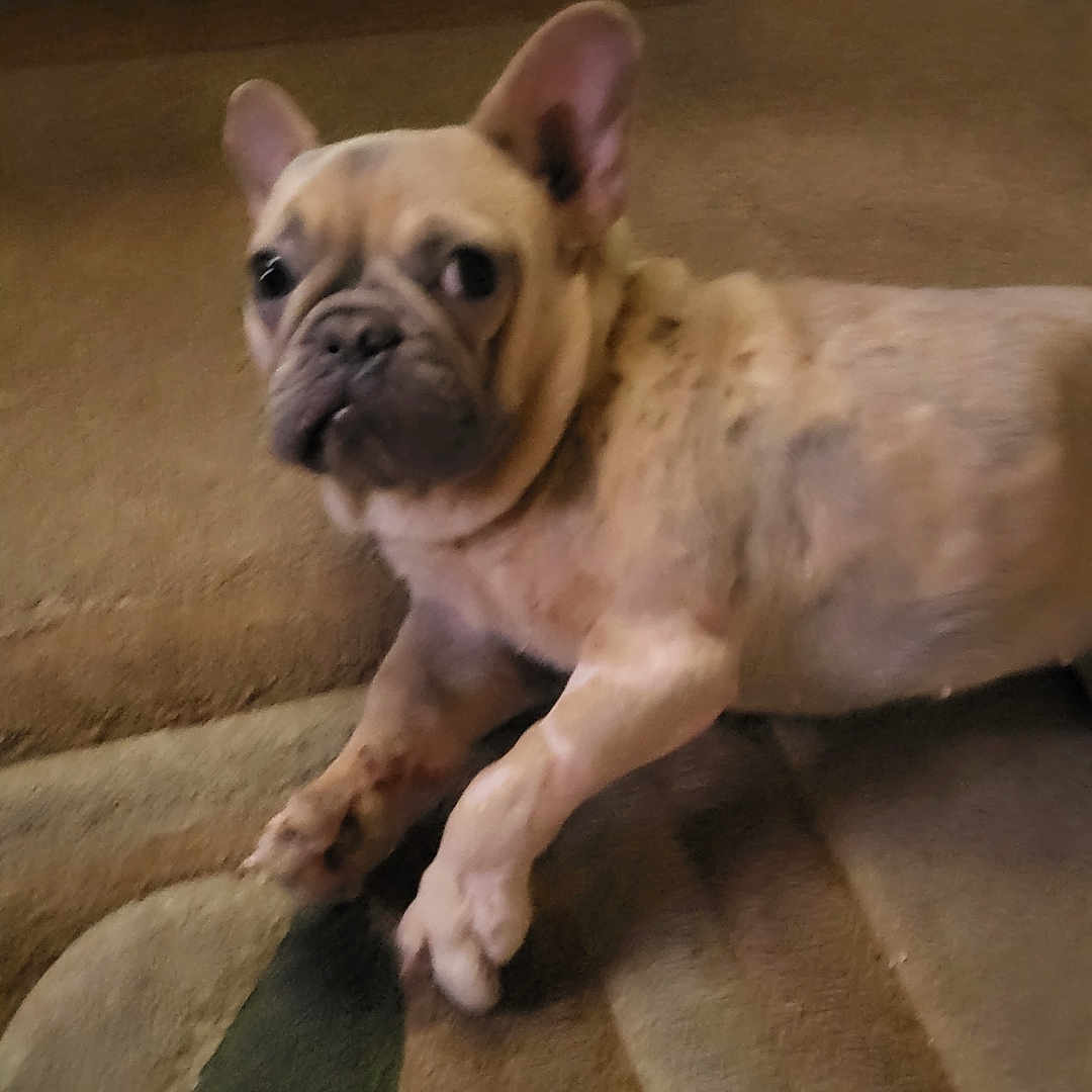 Honey is registered to the contest to win money with this photo: animal, background, blurred, brown, carpet, curious, cute, dog, domestic, ears, face, floor, french_bulldog, household, indoor, lying_down, pet, small_dog, statue, stuffed_animal