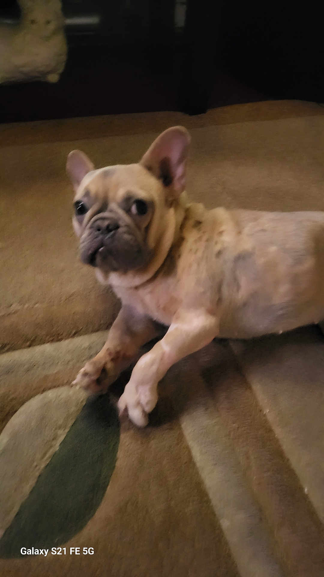 Honey is registered to the contest to win money with this photo: dog, carpet, indoor, pet, animal, lying_down, curious, brown, small_dog, french_bulldog, stuffed_animal, statue, background, blurred, floor, ears, face, domestic, household, cute