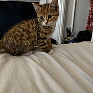 Roxy is registered to the contest to win money with this photo: kitten, tabby, cat, indoor, bed, blanket, furniture, curious, pet, animal, young, whiskers, ears, fur, striped, domestic, cute, small, resting, cozy