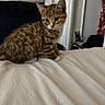 kitten, tabby, cat, indoor, bed, blanket, furniture, curious, pet, animal, young, whiskers, ears, fur, striped, domestic, cute, small, resting, cozy