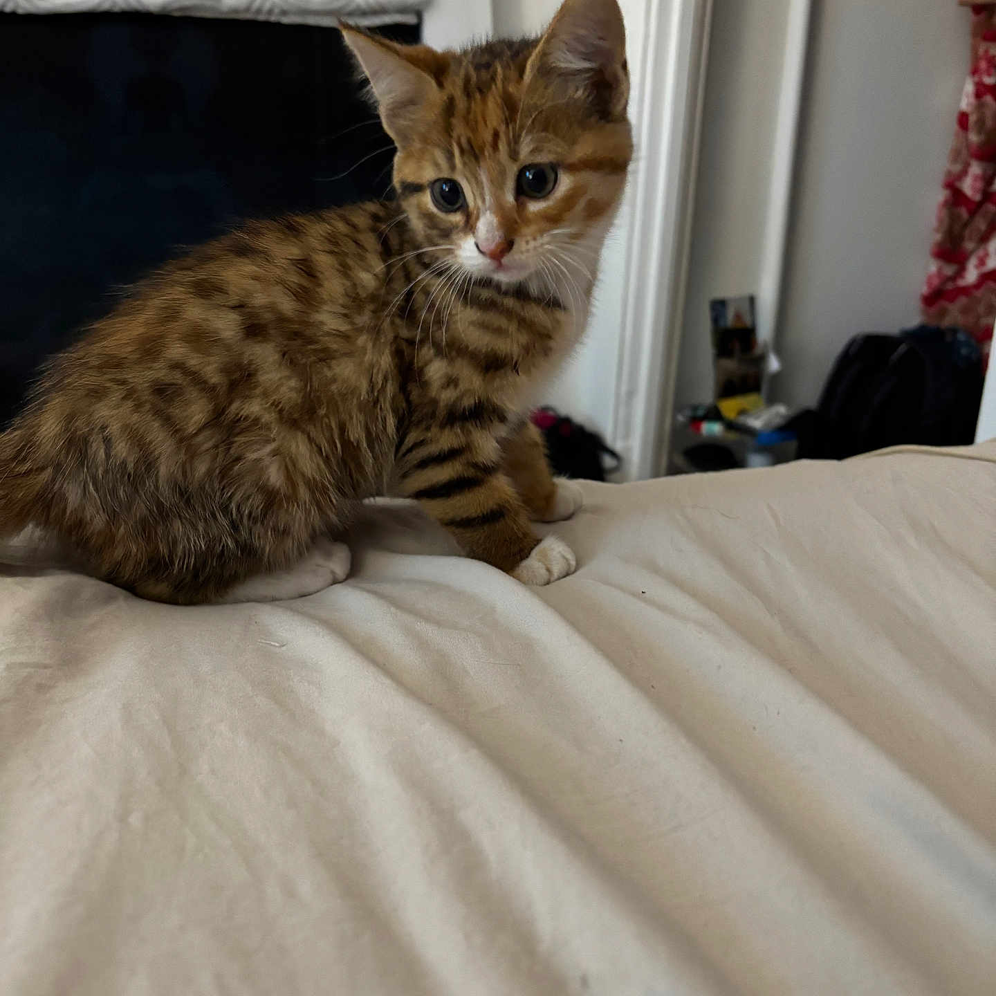 Roxy