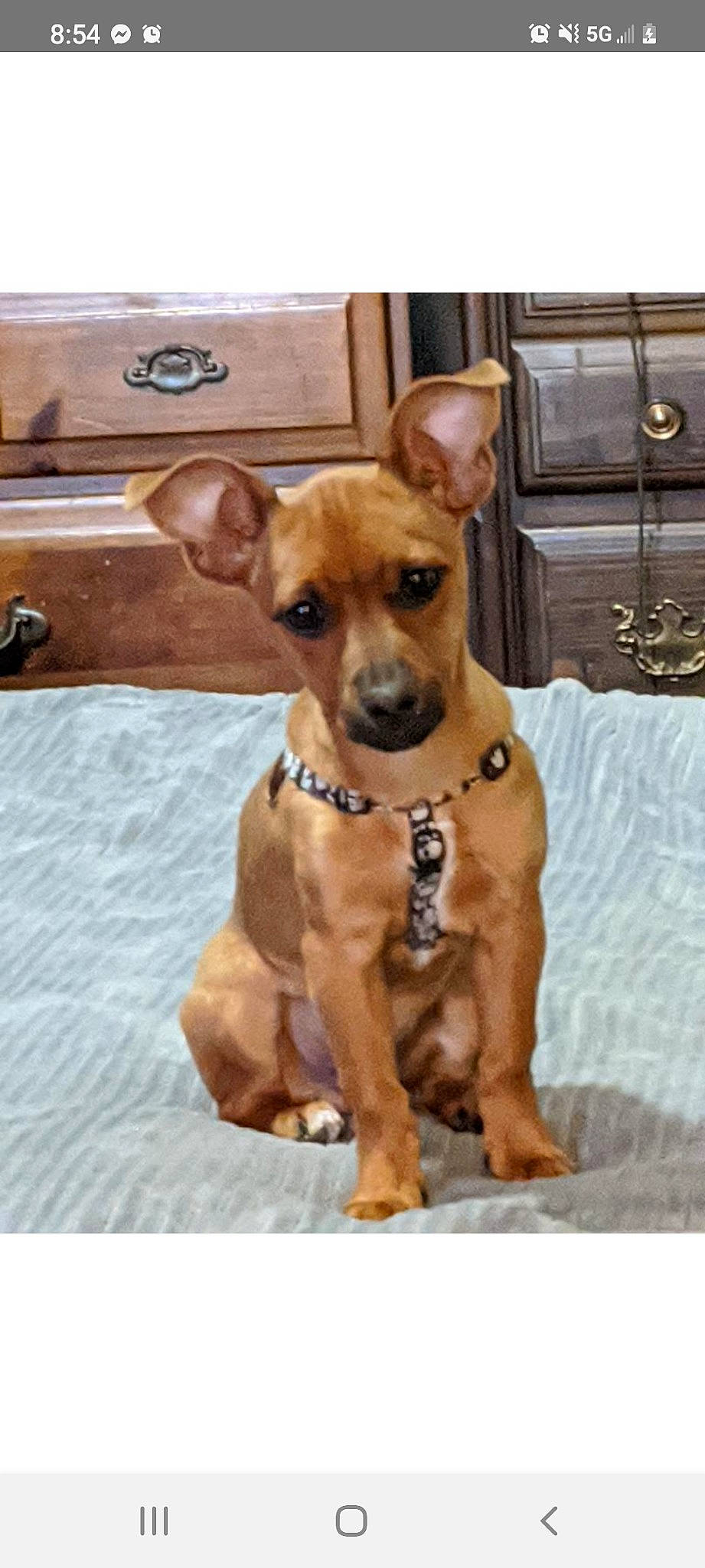 Dio joined the competition — help win amazing prizes! ancient_dog_breeds, automotive_lighting, cabinetry, canidae, carnivore, collar, companion_dog, dog, dog_breed, dog_collar, dog_supply, fawn, guard_dog, liver, pet_supply, snout, sporting_group, whiskers, working_animal, working_dog