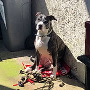 Nikita participe au concours pour gagner de l'argent avec cette photo : dog, pet, brindle_coat, rope_toy, red_mat, trash_bin, sunlight, shadow, wall, outdoor, concrete_floor, collar, sitting, calm, muscular, patio, texture, daylight, animal, canine