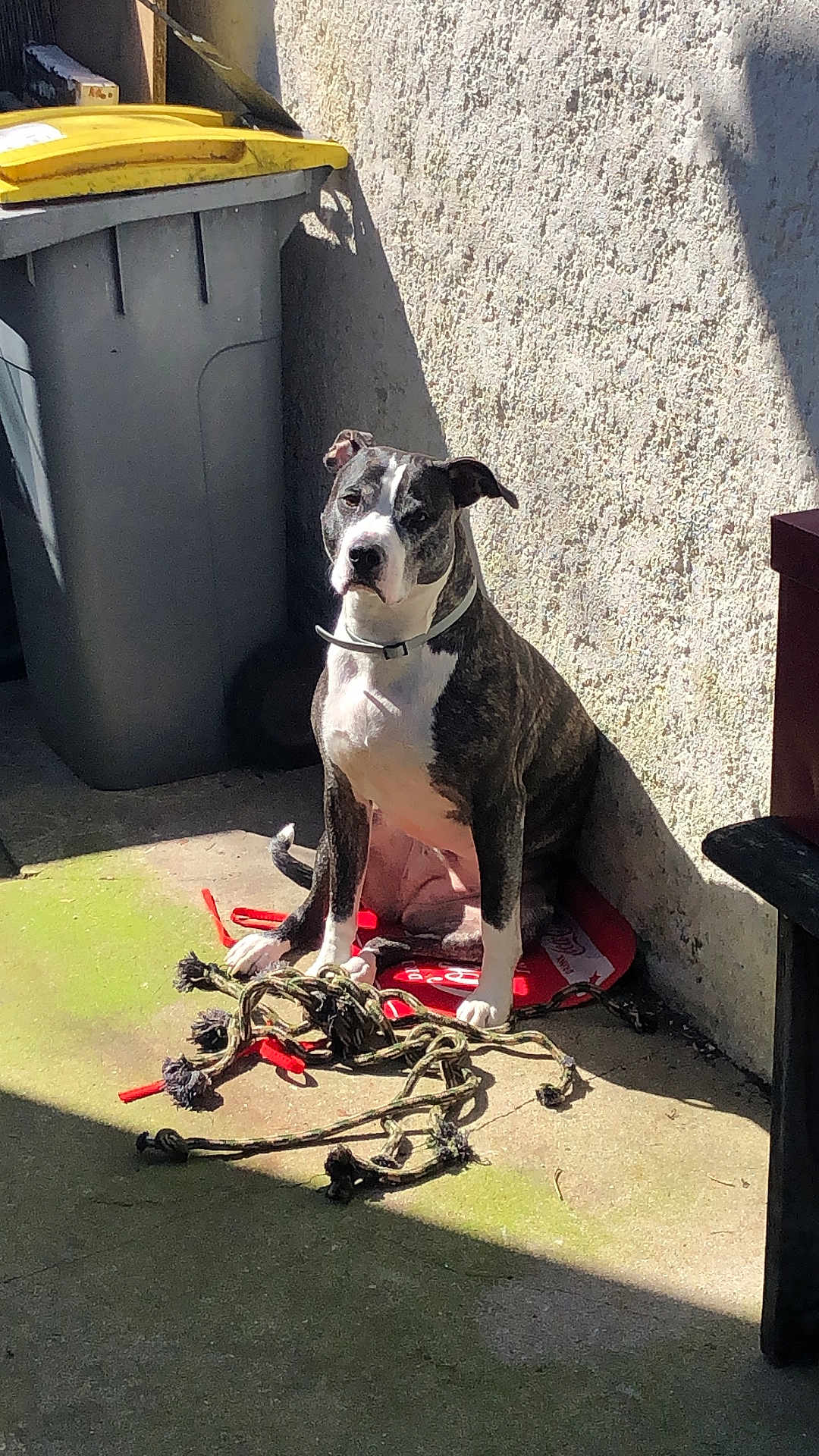Nikita participe au concours pour gagner de l'argent avec cette photo : dog, pet, brindle_coat, rope_toy, red_mat, trash_bin, sunlight, shadow, wall, outdoor, concrete_floor, collar, sitting, calm, muscular, patio, texture, daylight, animal, canine